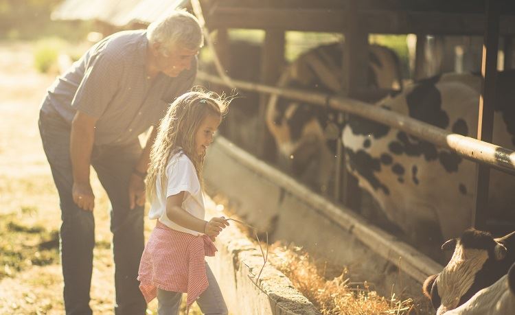 grandparents custody rights